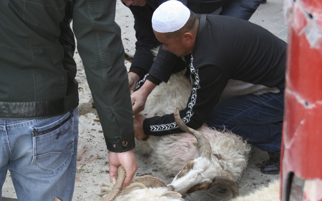 What Does Qurban – The Festival of Sacrifice – Mean to Our Muslim Friends?